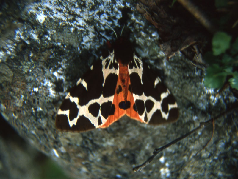 Aglais io-Nymphalidae e Arctia caja-Arctiidae...dal Trentino