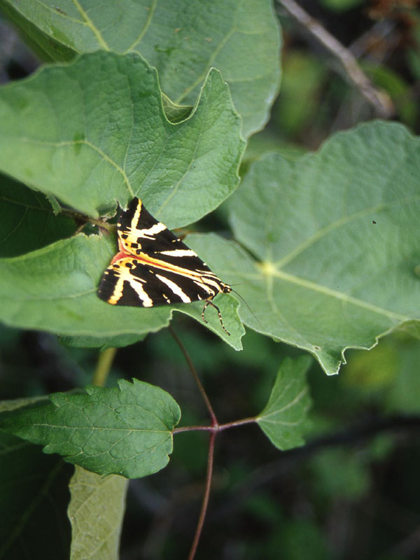 Euplagia quadripunctaria - Arctiidae........dal Trentino