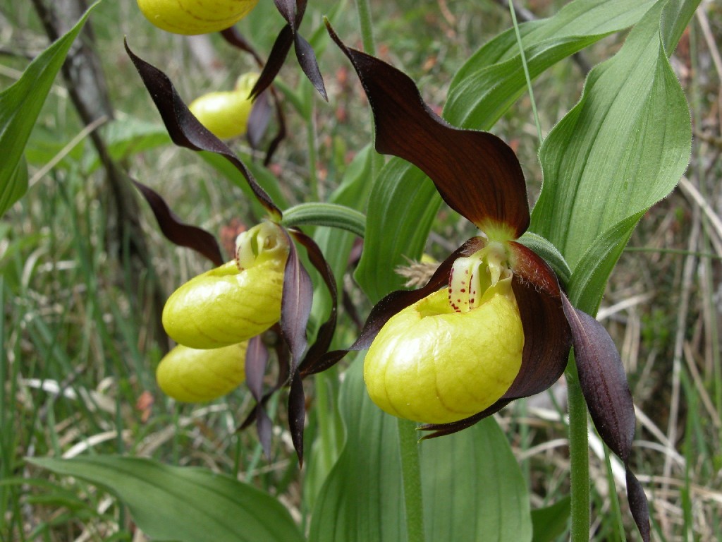 Cypripedium calceolus L.