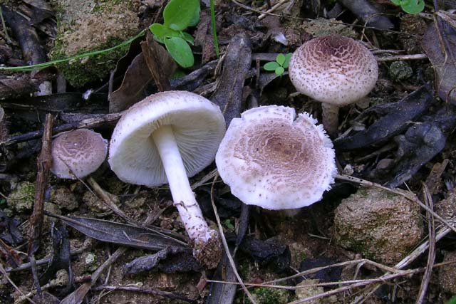 Lepiota da determinare