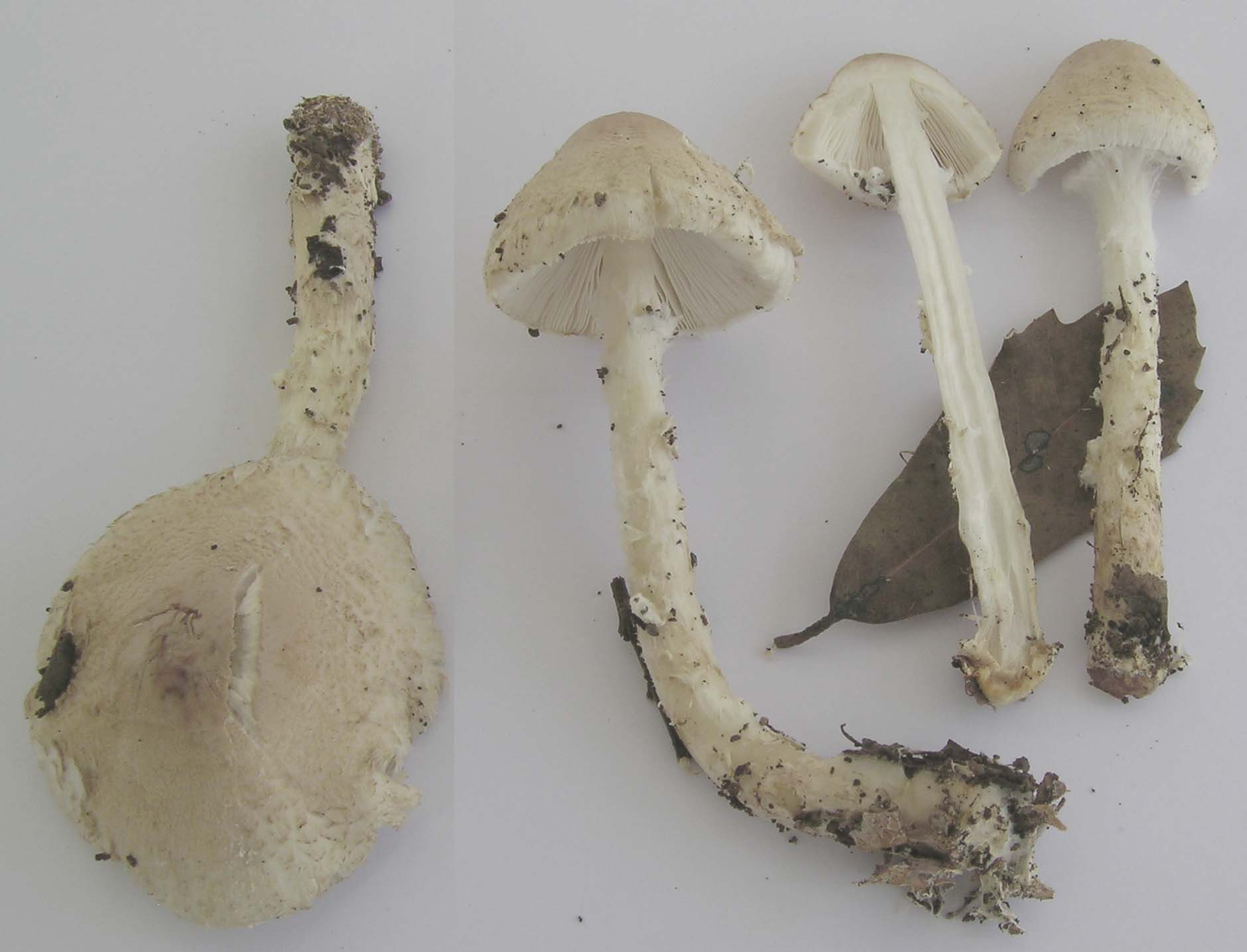 Lepiota da determinare