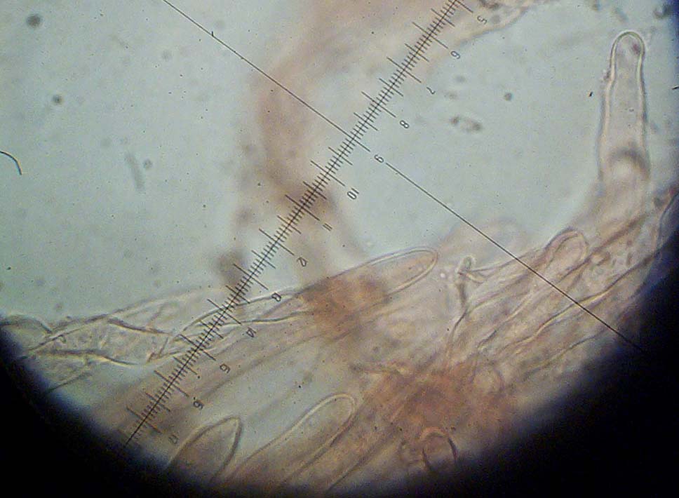 Lepiota da determinare