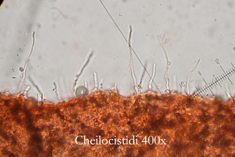 Una clitocybe prativa