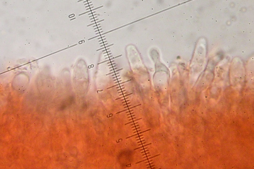 Una clitocybe prativa