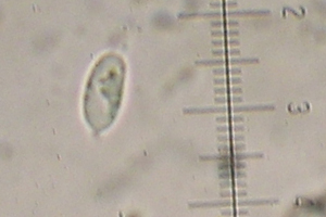 Una clitocybe prativa