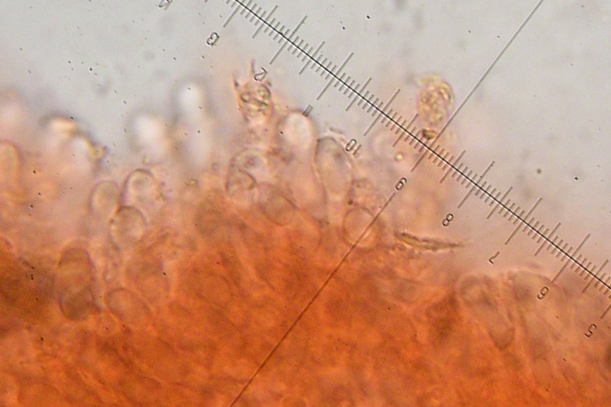 Una clitocybe prativa