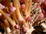 Mycena renatii