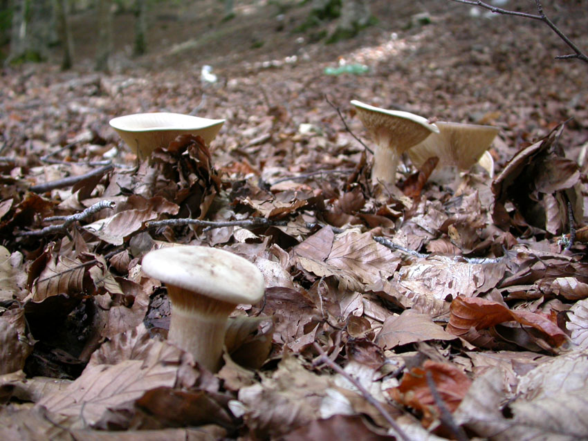 Clitocybe 