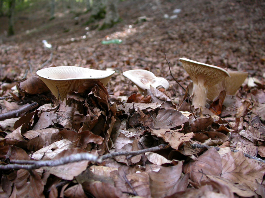 Clitocybe 