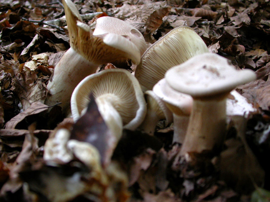 Clitocybe 