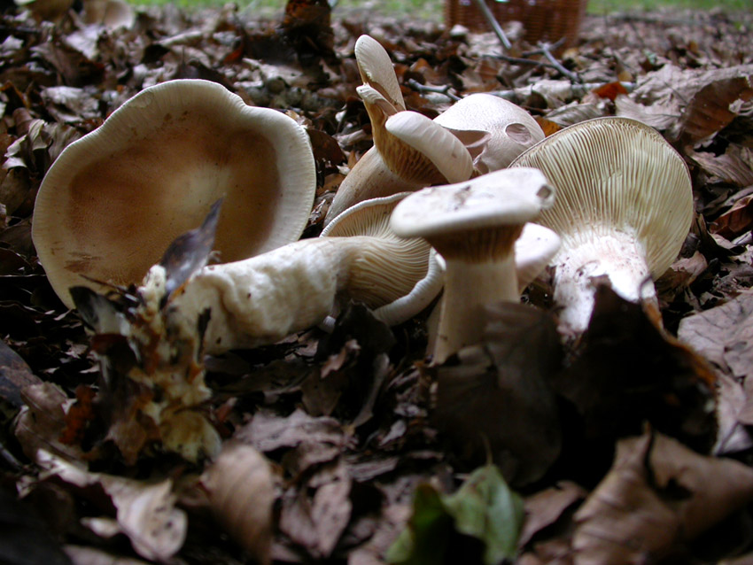 Clitocybe 