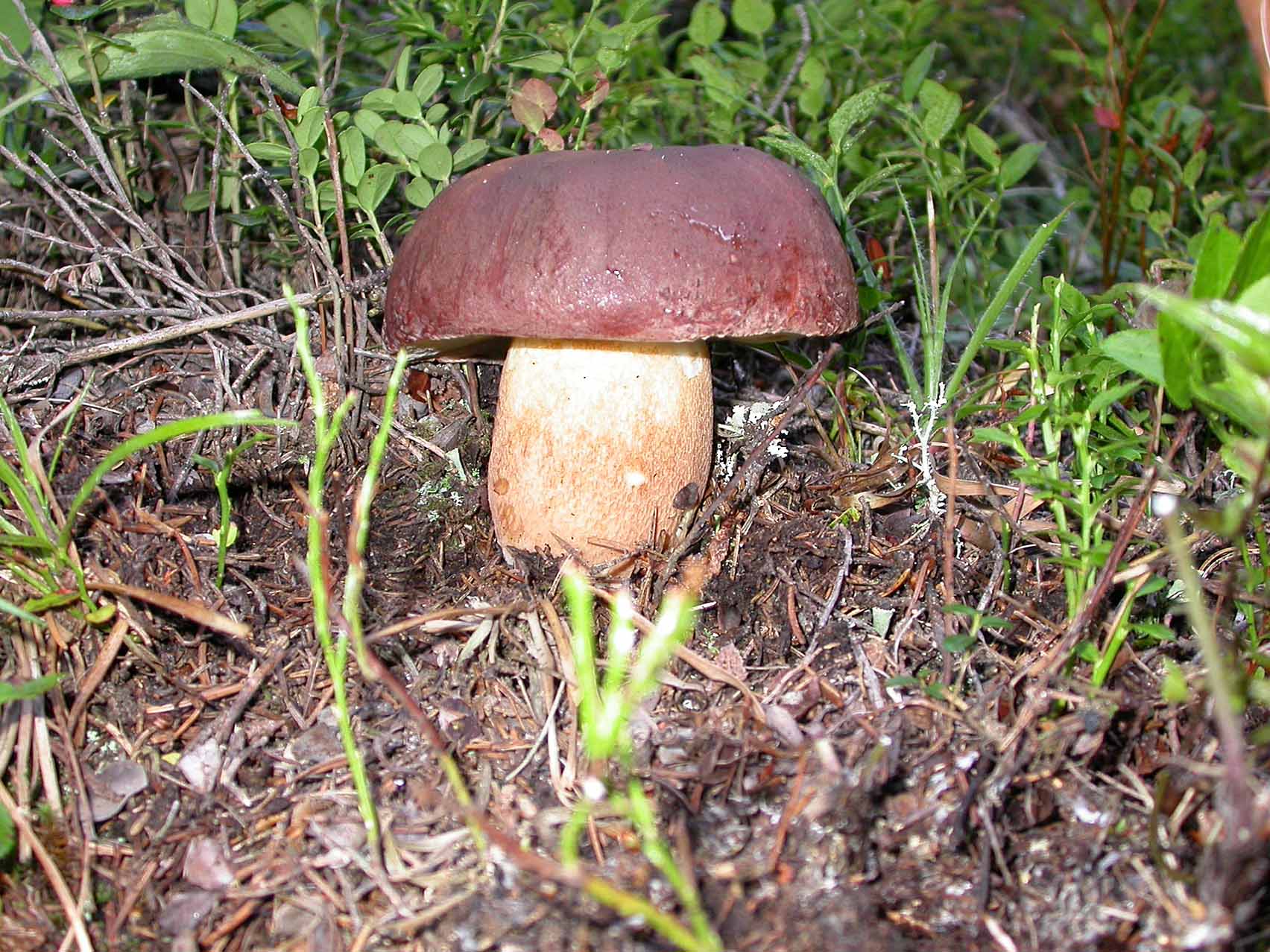 Cartoline dal Trentino