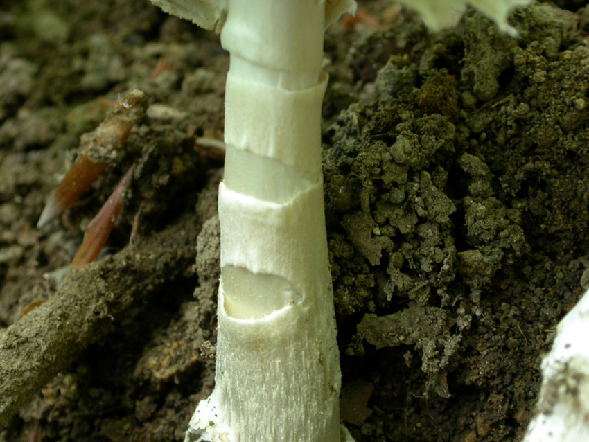 21.05.2005 Amanita eliae