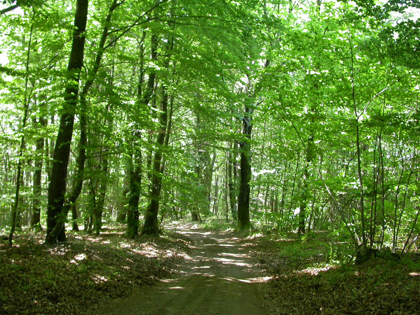 21.05.2005 Amanita eliae