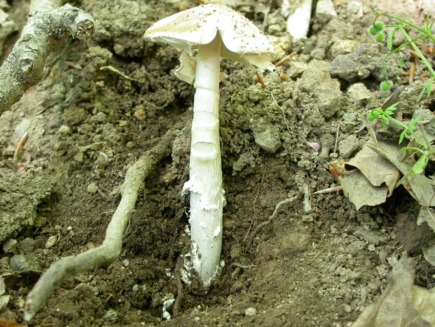 21.05.2005 Amanita eliae