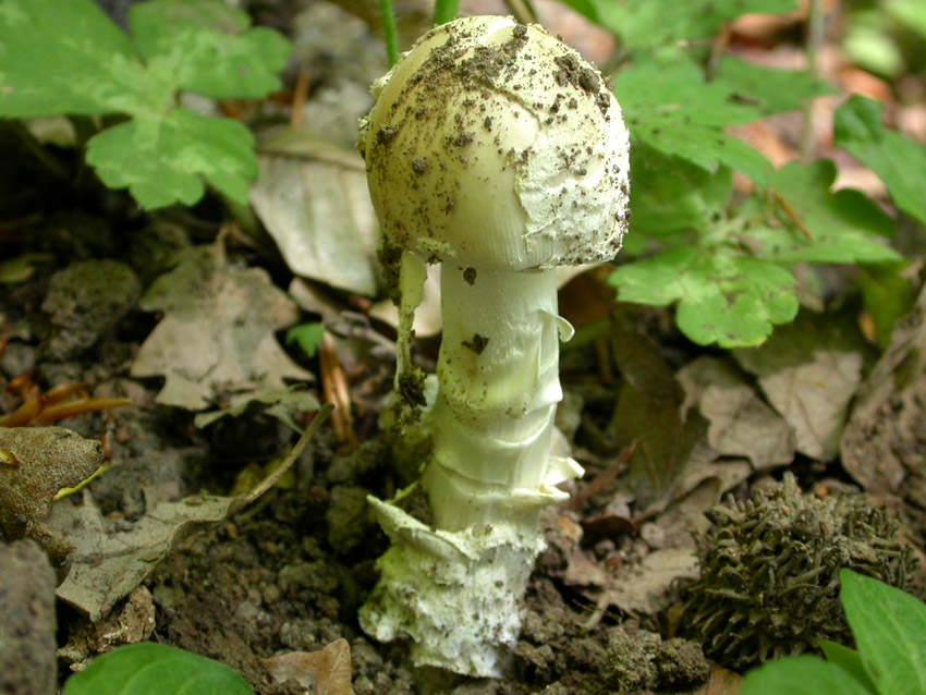 21.05.2005 Amanita eliae