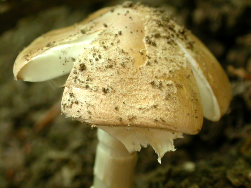 21.05.2005 Amanita eliae