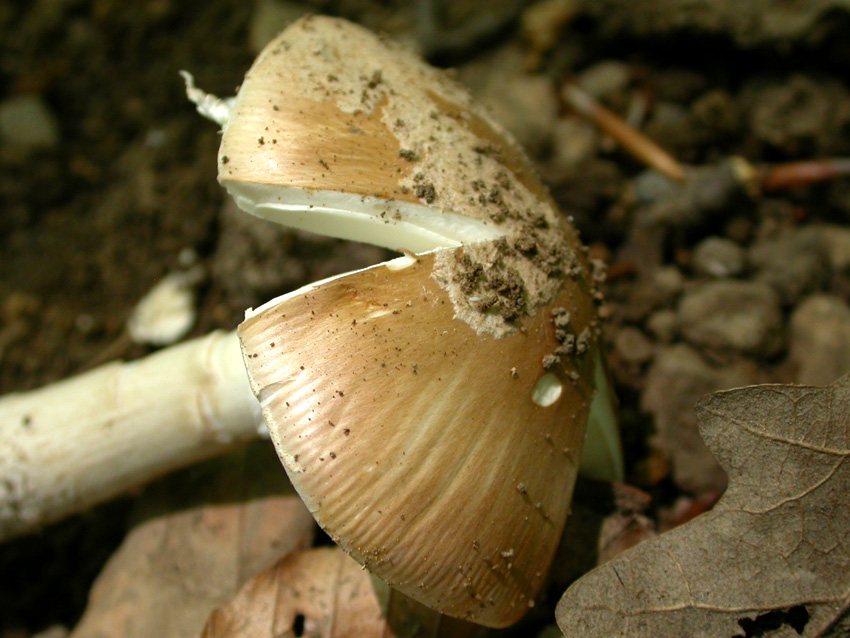 21.05.2005 Amanita eliae