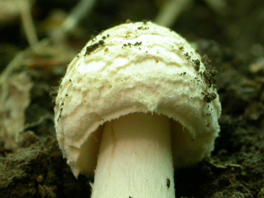 21.05.2005 Amanita eliae