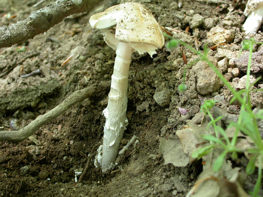 21.05.2005 Amanita eliae