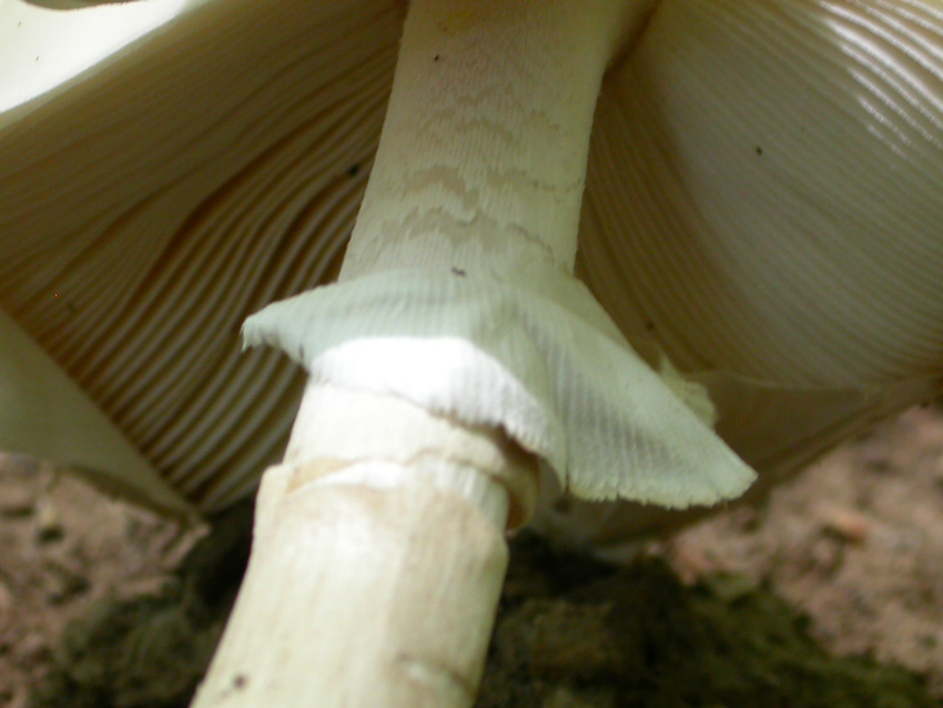 21.05.2005 Amanita eliae