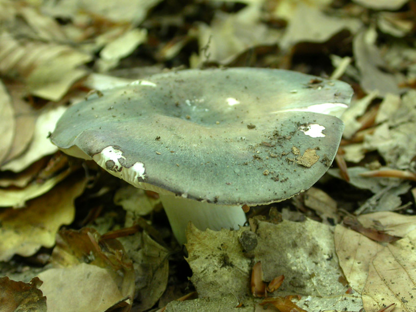 In faggeta il 28 maggio 2005