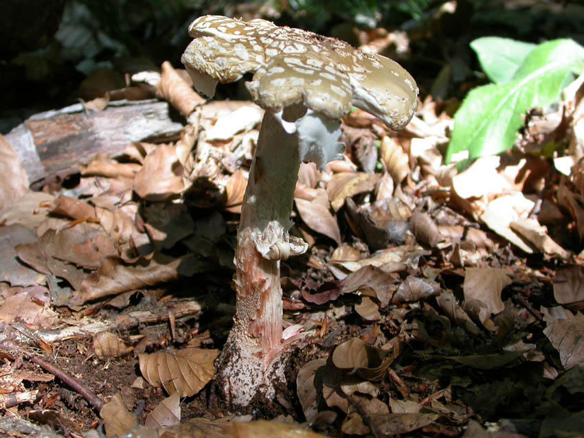 In faggeta il 28 maggio 2005