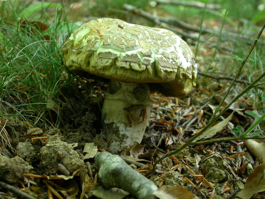 In faggeta il 28 maggio 2005