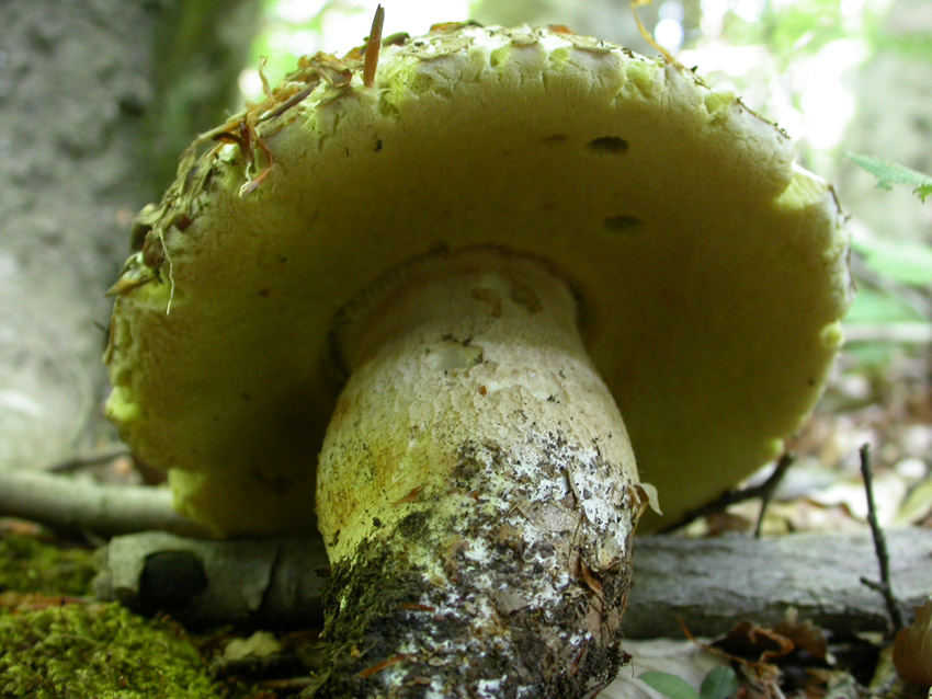 In faggeta il 28 maggio 2005