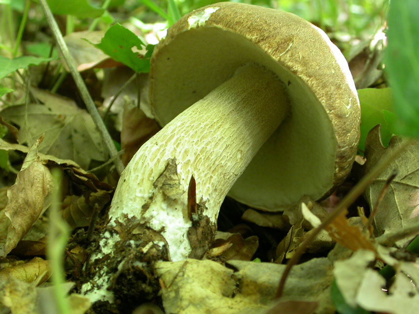 In faggeta il 28 maggio 2005