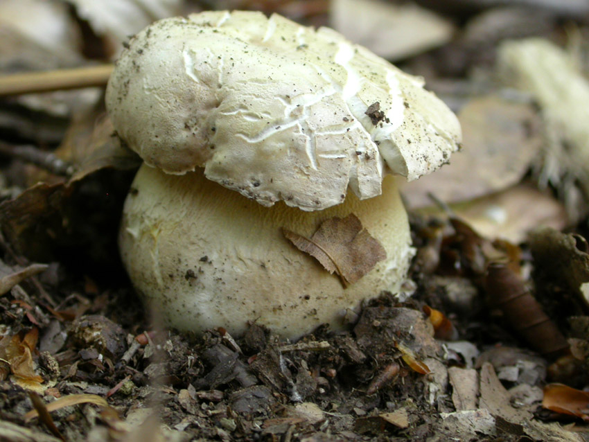 In faggeta il 28 maggio 2005