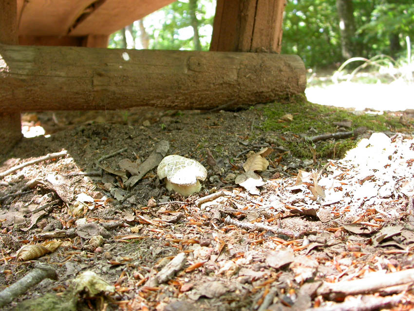 In faggeta il 28 maggio 2005