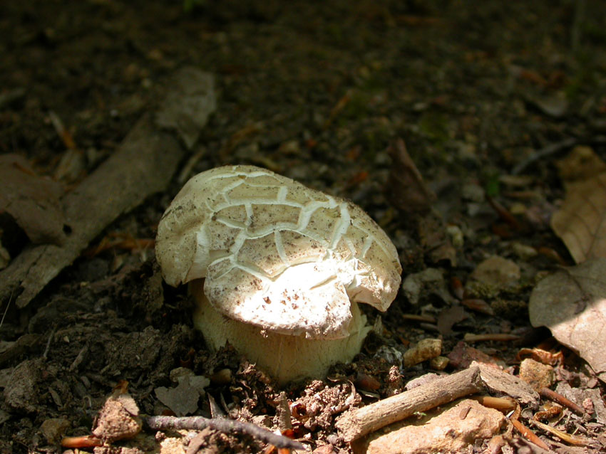In faggeta il 28 maggio 2005
