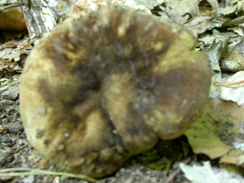 Conferma per Boletus erythropus