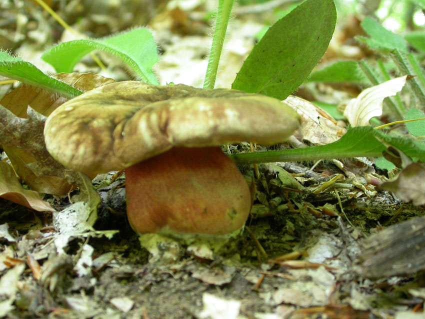 Conferma per Boletus erythropus