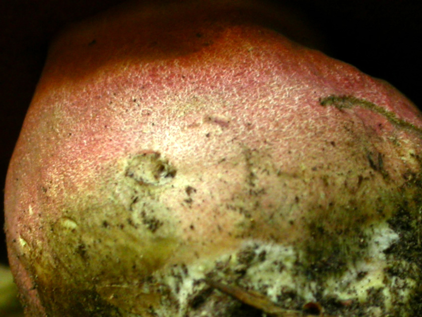 Conferma per Boletus erythropus