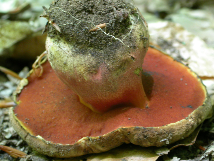 Conferma per Boletus erythropus