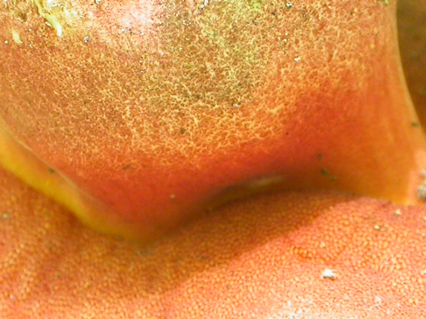 Conferma per Boletus erythropus