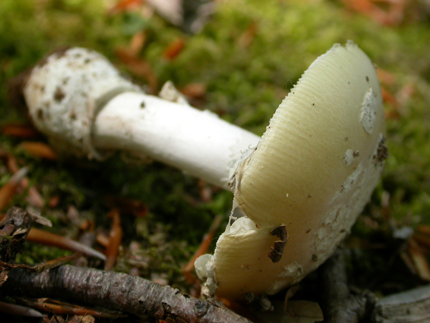 In faggeta il 28 maggio 2005