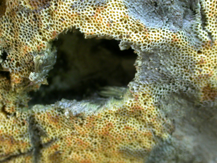 In faggeta il 28 maggio 2005