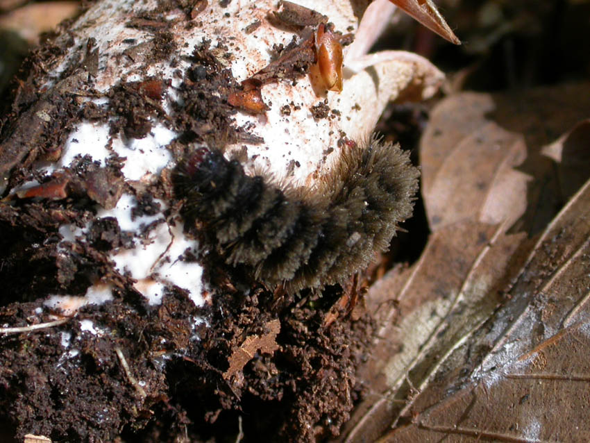 Bruco di Syntomis phegea