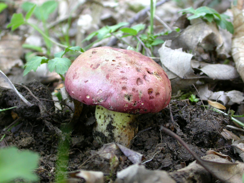 ...boletus queletii?? 10.06.05