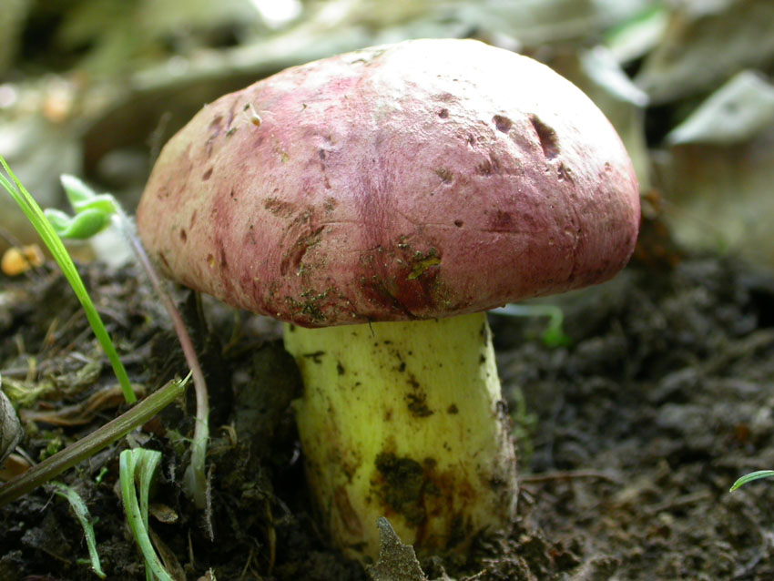 ...boletus queletii?? 10.06.05