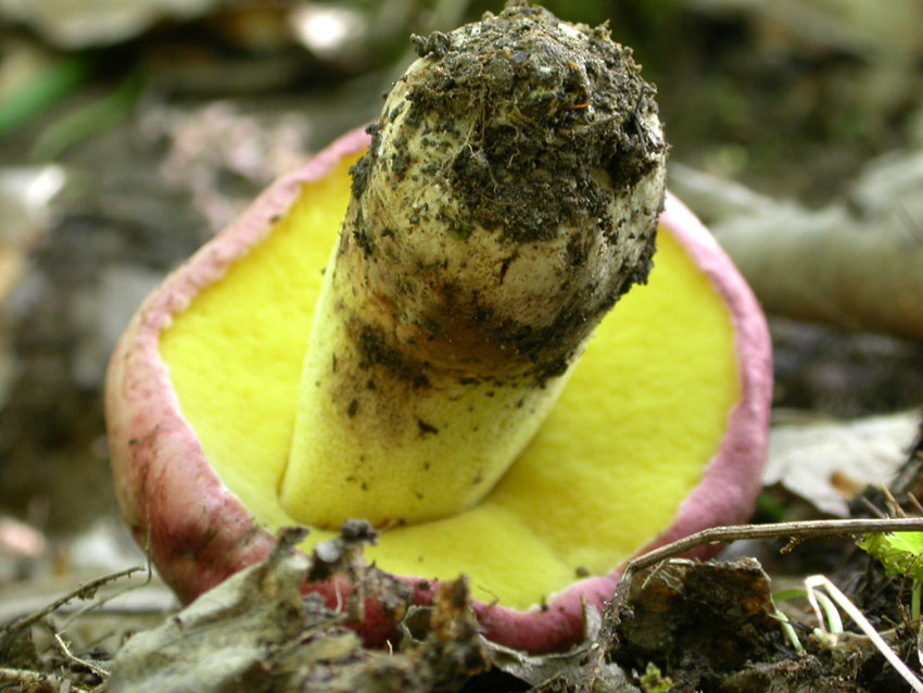...boletus queletii?? 10.06.05