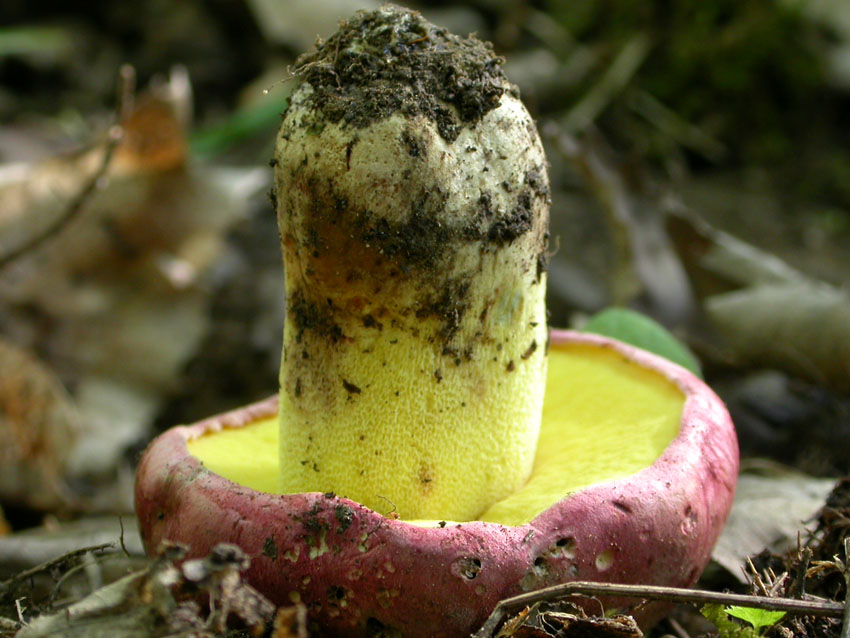 ...boletus queletii?? 10.06.05