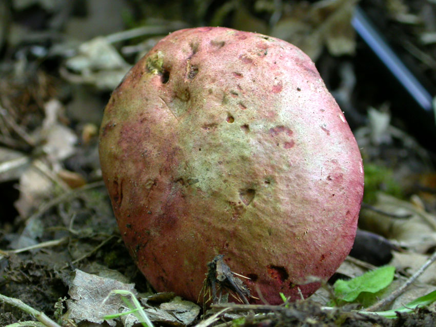 ...boletus queletii?? 10.06.05