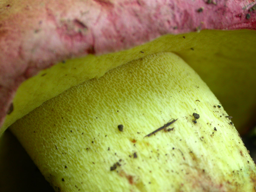 ...boletus queletii?? 10.06.05