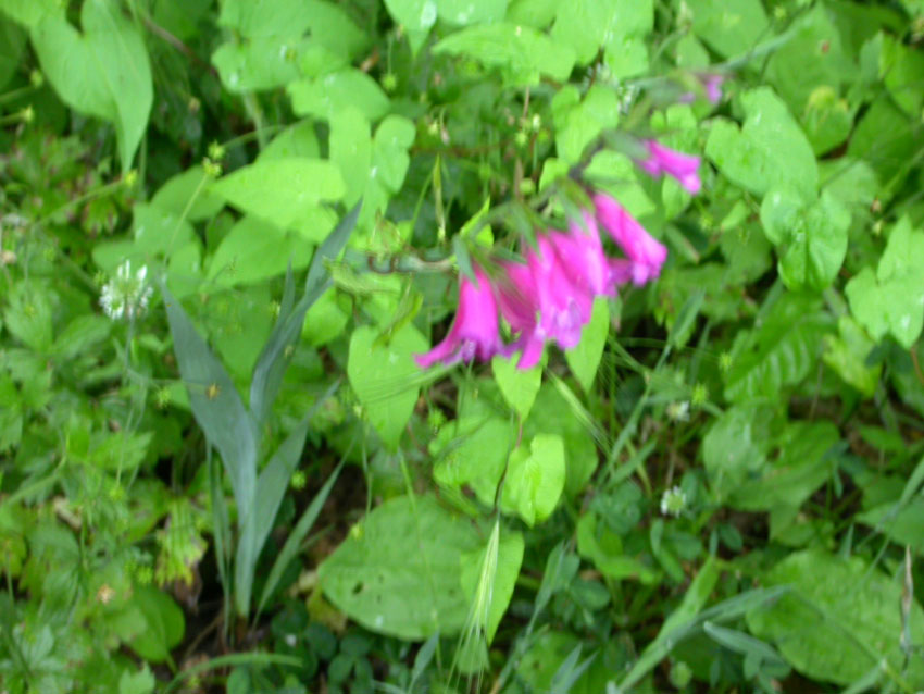 Gladiolus italicus / Gladiolo dei campi