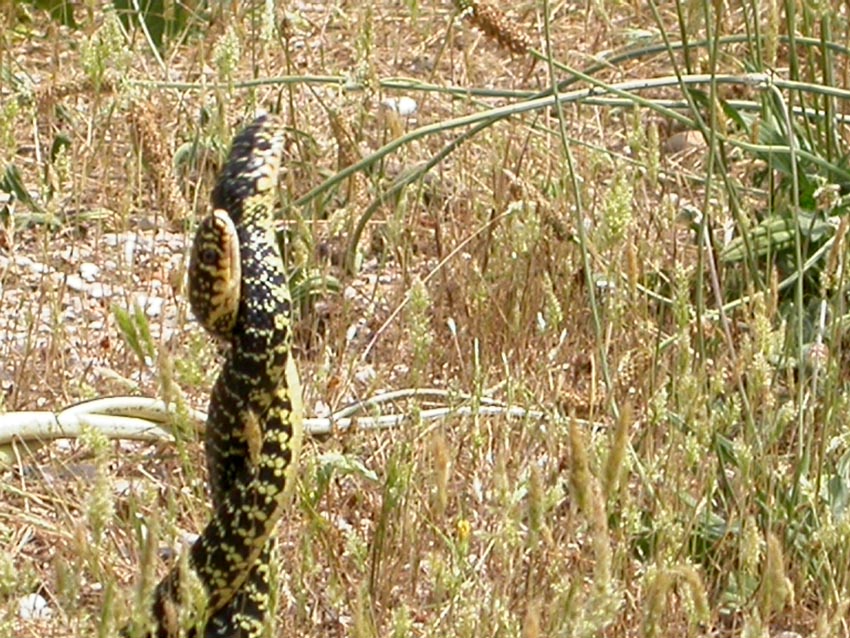 per Biacchi......Hierophis viridiflavus