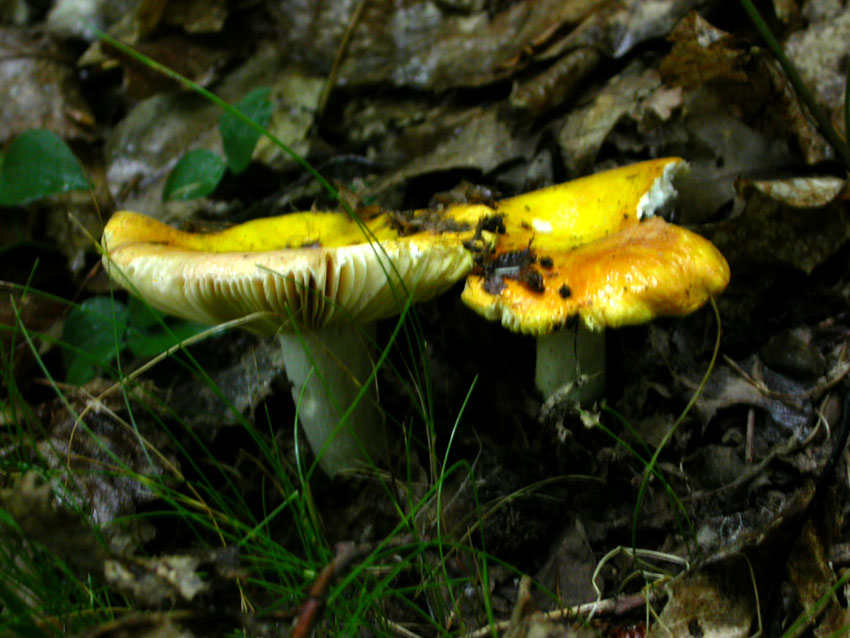 Capranica (Rm) il 02.06.2005